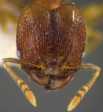 Media type: image;   Entomology 35186 Aspect: head frontal view